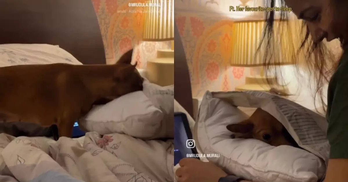 僅露頭和耳仔 迷你杜賓犬每晚睡前必鑽枕頭套縫隙萌翻網民