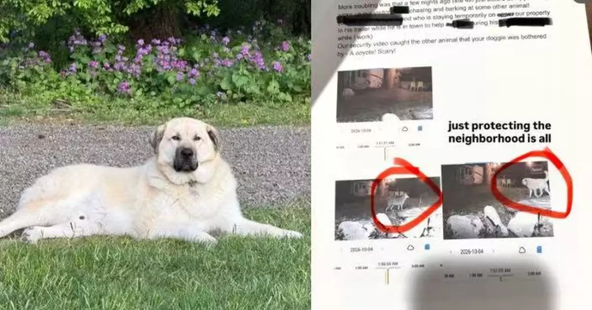 牧羊犬頻翻圍欄外出「巡邏」 美飼主收鄰居精心製作「5頁行蹤報告」哭笑不得