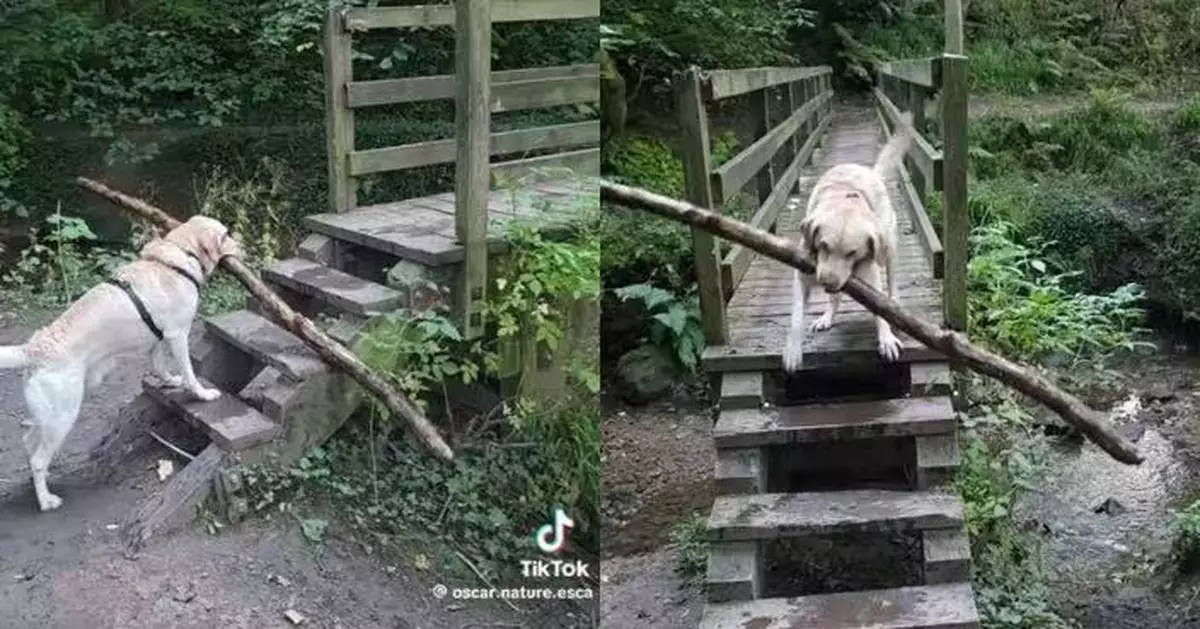 叼超長樹枝過橋受阻 拉布拉多犬不放棄反覆嘗試終成功 網民讚聰明有毅力