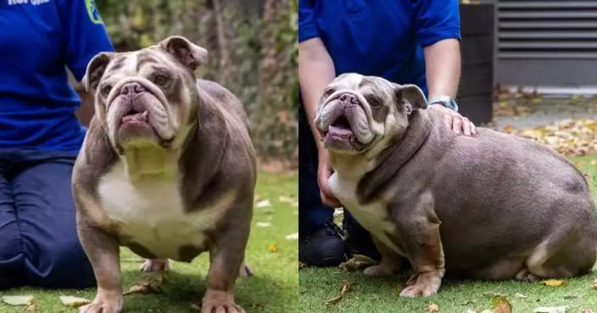 肥到似初生河馬 32.5KG鬥牛犬走幾步就跌倒 減近9KG找到幸福新家