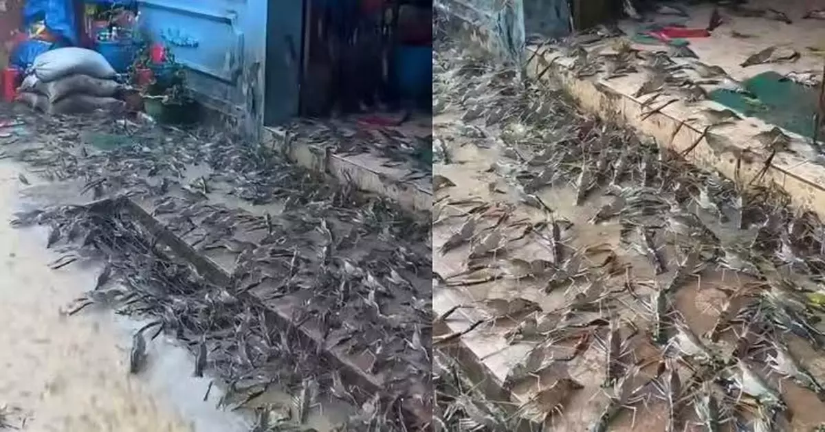 泰國豪雨逼出「蝦群大逃亡」 成群爬滿民宅門口　網笑：食物自己送上門
