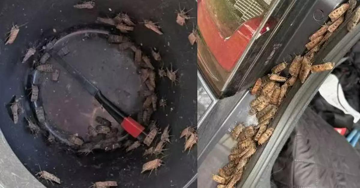 澳洲爆發「飛蛾潮」 瘋狂湧入住宅區 塞滿車尾箱縫隙畫面驚人