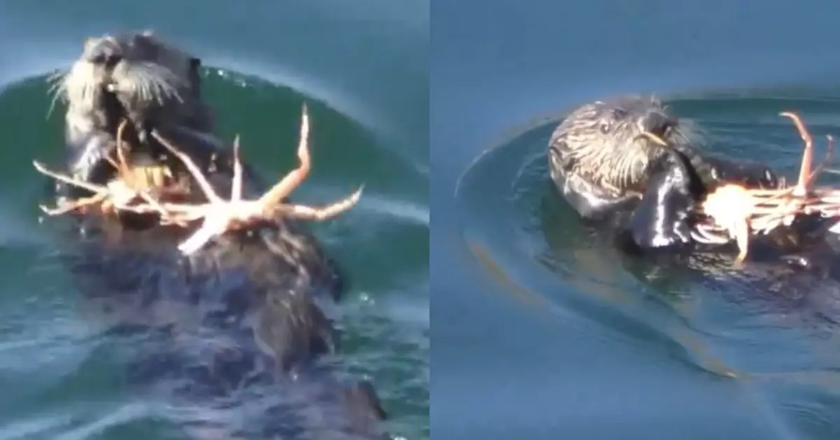 日本海上自衛隊巧遇海獺享「螃蟹大餐」 肚皮當餐桌大快朵頤萌爆網民