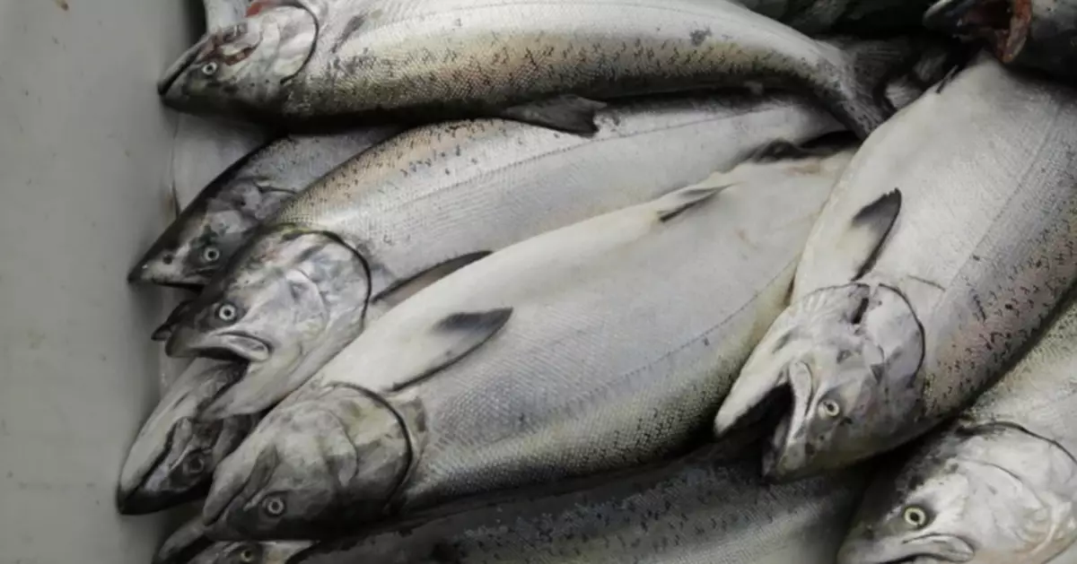 歐洲三文魚業棄用野生魚原料 改餵雞骨雞肝慳成本