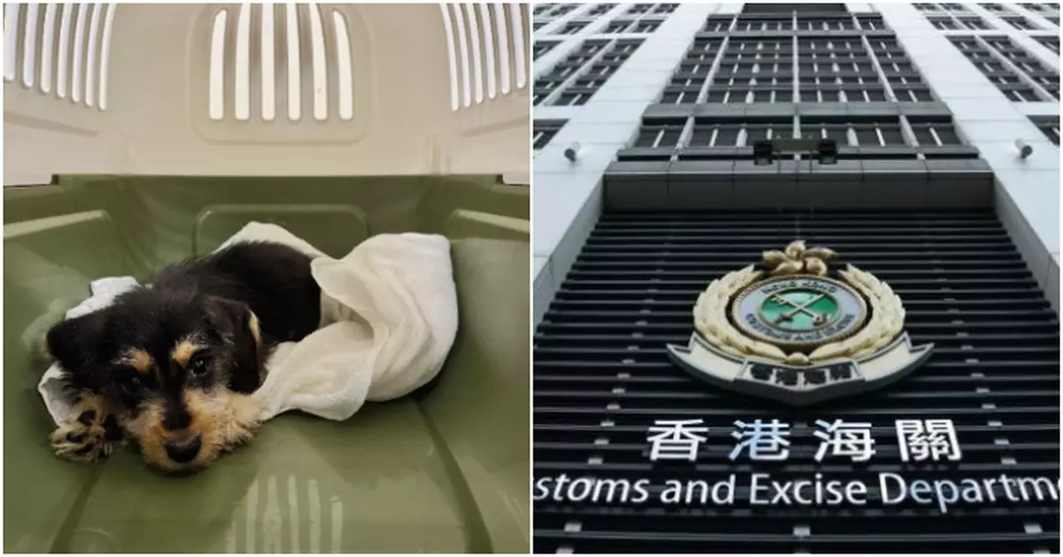 海關落馬洲截查55歲抵港內地婦 檢非法進口狗隻市值1.5萬