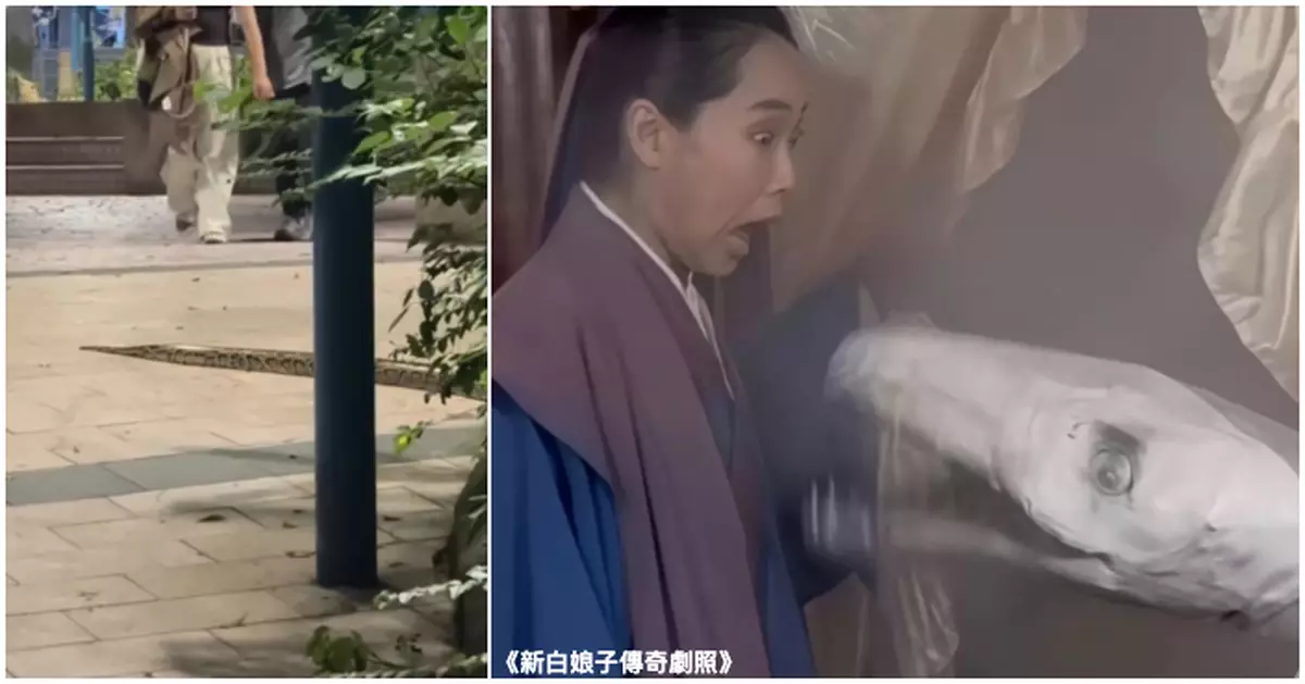 夜間行人通道驚現3米巨蟒  情侶拖手行過竟零反應 網民：愛情真係盲目