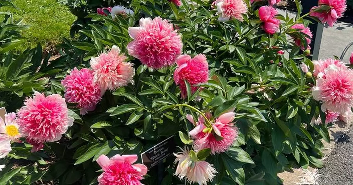 長壽多年生植物秋季種植指南 牡丹鳶尾藍靛等可活數十年