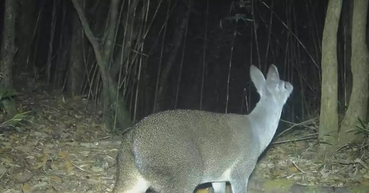 雲南省自然保護區 拍攝到多種珍稀野生動物