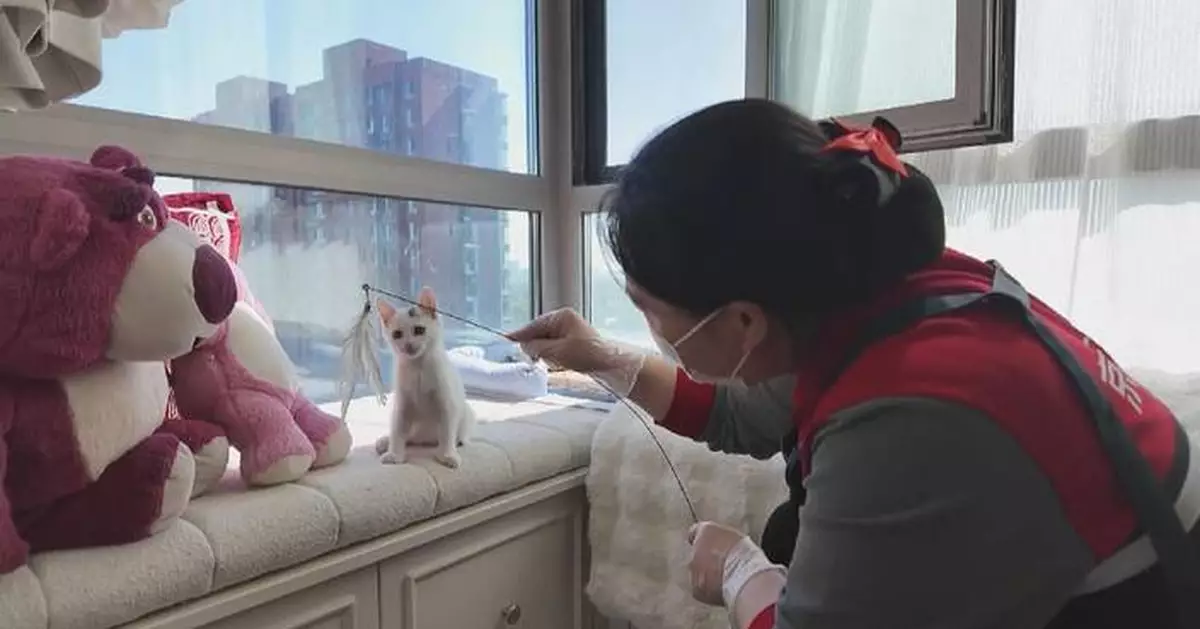 國慶假期上門寵物餵養服務訂單急增