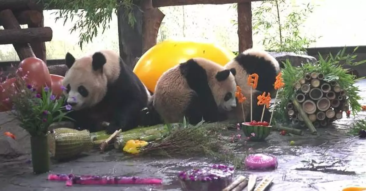 上海野生動物園為三隻熊貓慶生