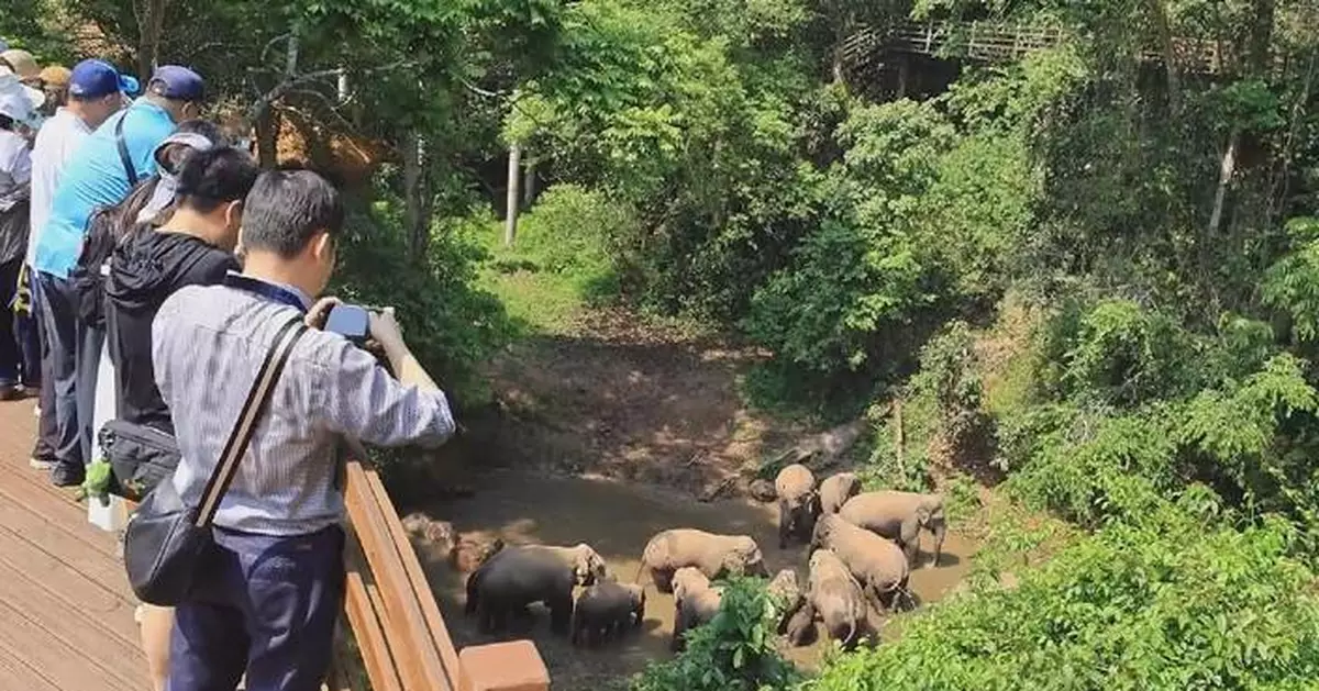 西雙版納野象谷國慶假期遊客量急升