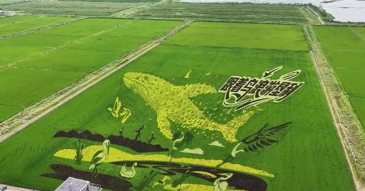 山東東營鹽鹼地變身巨型稻田藝術