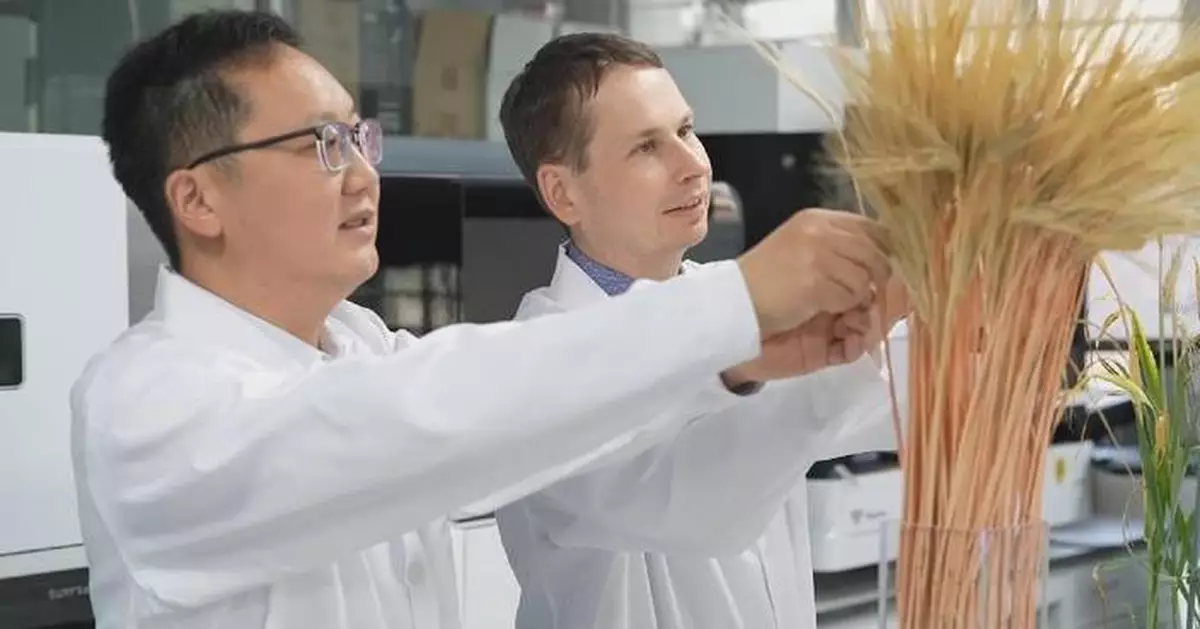 中德科學家10年鑽研大麥早熟基因