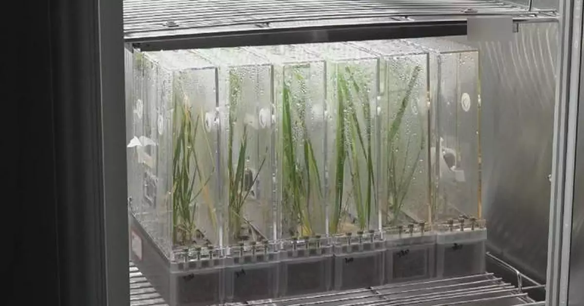 中國多代太空水稻研究有新進展 助人類軌道種植糧食