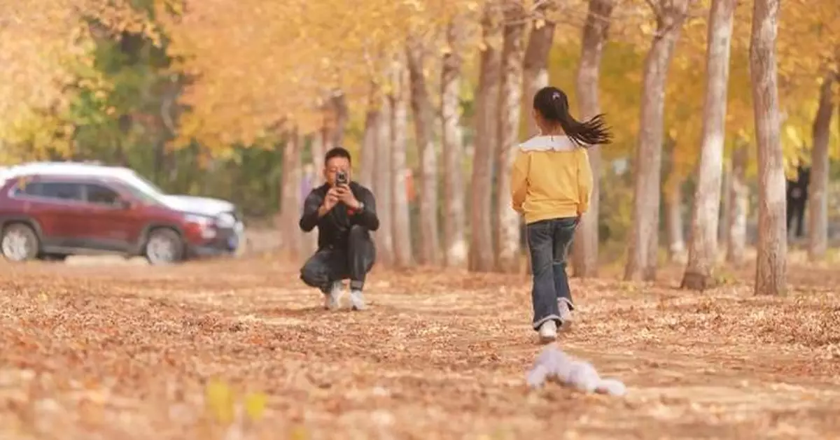 北京延慶紅葉進入最佳觀賞期