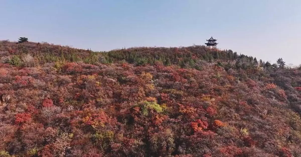 太原市郊秋色迷人 山脈披紅橙金黃秋裝