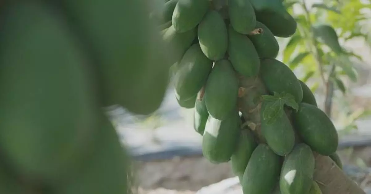 新疆沙漠成功種植熱帶水果 菠蘿木瓜甘蔗豐收