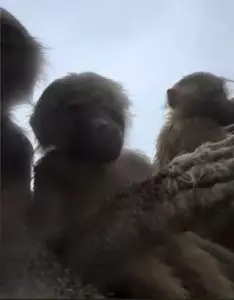 影片截圖