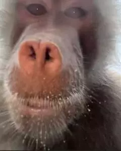 影片截圖