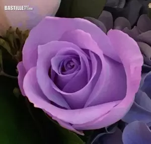開羅