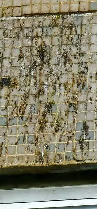 野鴿使大廈的牆身上滿佈鴿屎。（FB圖片）