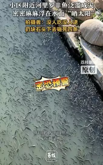 溫州河道因氣溫驟降出現奇景。影片截圖