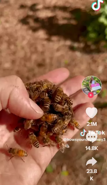 養蜂人用手撥開蜂群。影片截圖