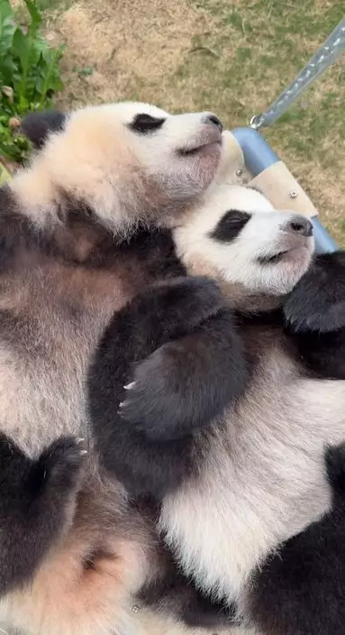 大熊貓家姐、細佬手拖手覺覺豬。thezookeepermatt ig影片截圖