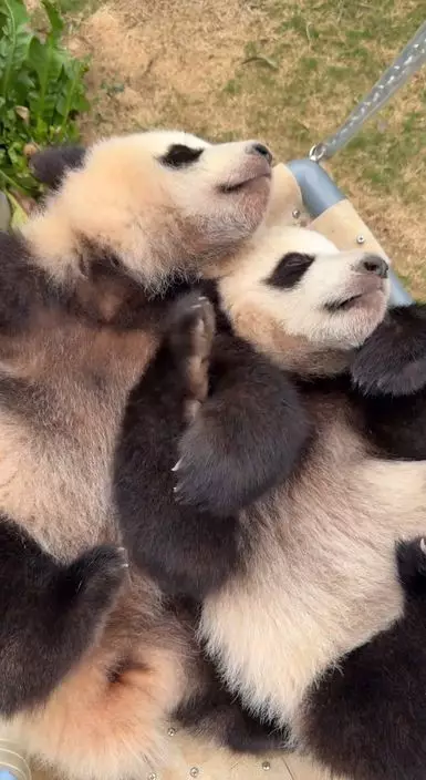 大熊貓家姐、細佬手拖手覺覺豬。thezookeepermatt ig影片截圖
