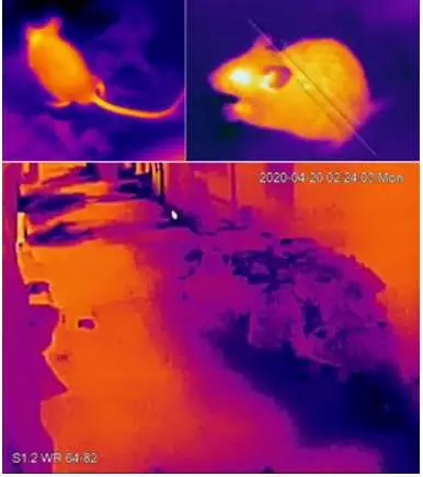 以熱能探測攝錄機偵測老鼠的活動情況。食環署網站圖片