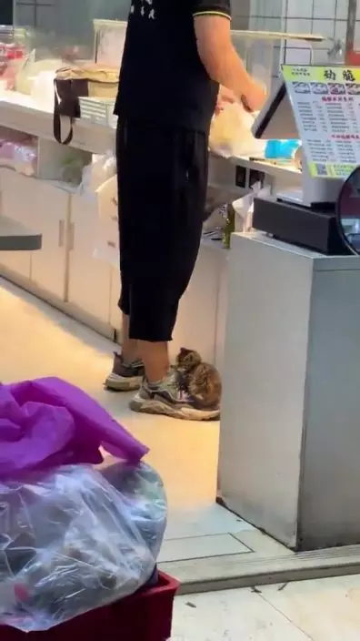 BB貓店長正滿足地安坐於小哥右腳的波鞋上。網上截圖