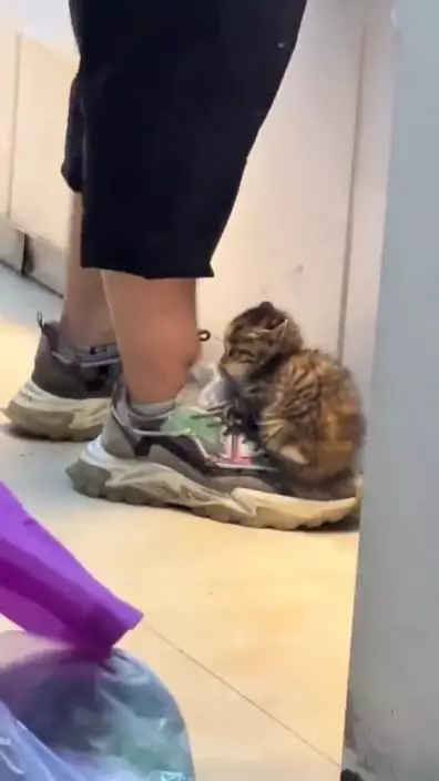 網上流傳一段BB貓店長黏人短片。網上截圖