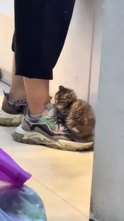 BB貓店長正滿足地安坐於小哥右腳的波鞋上，一派悠然自得。網上截圖