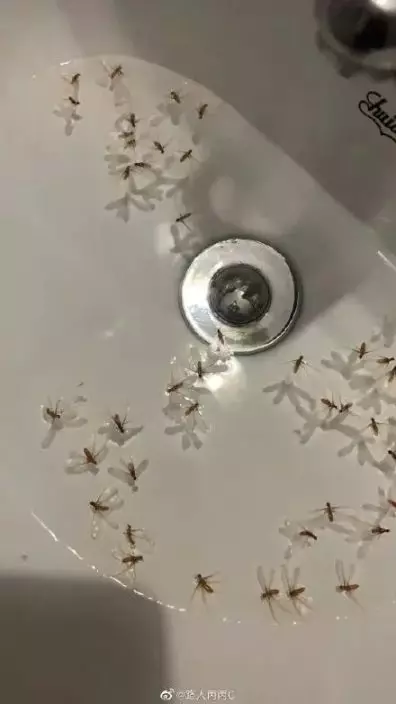 白蟻的趨光性,會自動跌入燈光下的水中淹死。