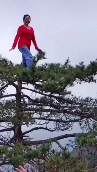 大媽穩穩的站於松樹樹頂。網上截圖