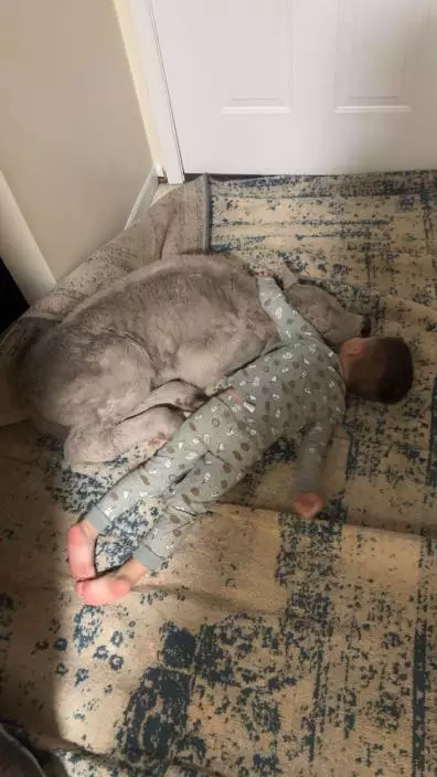 美國肯塔基極寒新生小牛凍僵獲救，農家抱入沙發與孩子取暖萌照社媒爆紅。AP 圖片