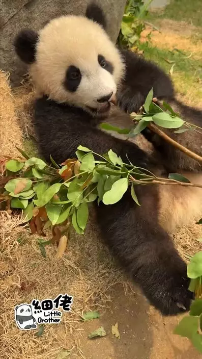 細佬咬著樹葉磨牙仔。ig影片截圖