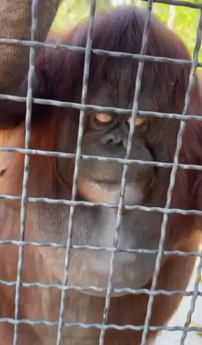 女拳擊手動物園內與紅毛猩猩共吸電子煙疑致中毒。影片截圖