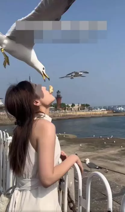 海鷗看準麵包後即飛近覓食。網上截圖