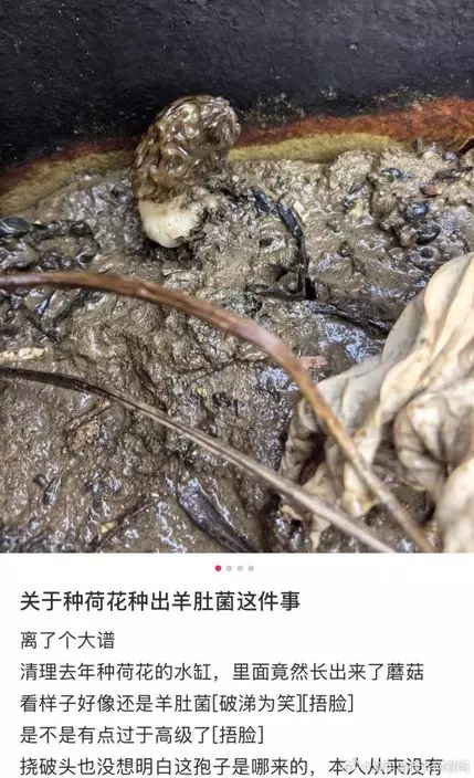 微博影片截圖