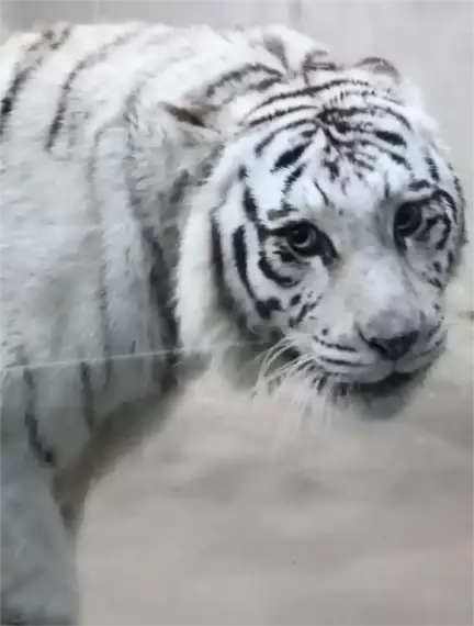 一隻因外貌爆紅的白虎，意外帶動動物園成為全國打卡熱點。網上圖片