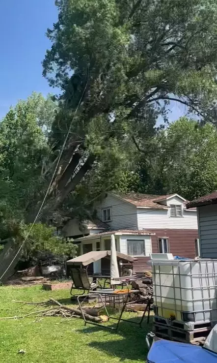 人砍樹失誤釀禍致巨樹傾倒壓毀房屋, 加國男屋主目睹家園成廢墟崩潰。IG影片截圖@newcoremetal