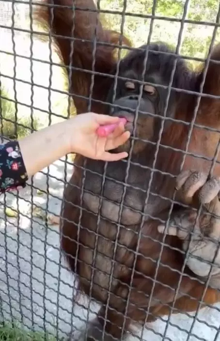 女拳擊手動物園內與紅毛猩猩共吸電子煙疑致中毒。影片截圖