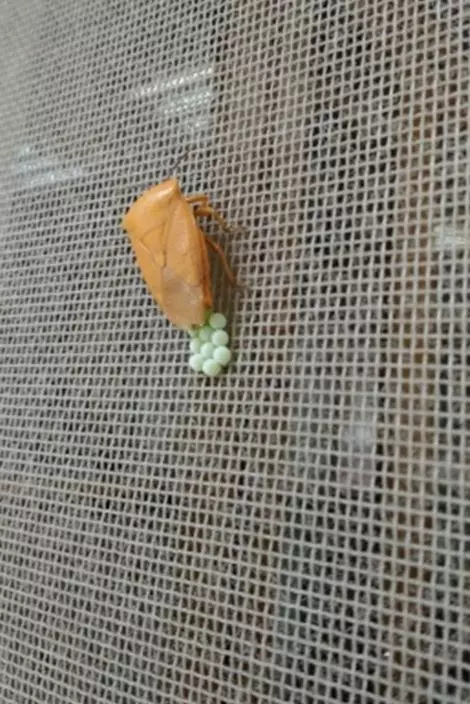 網上圖片