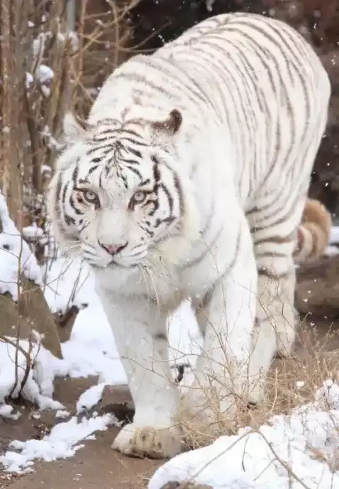 一隻因外貌爆紅的白虎，意外帶動動物園成為全國打卡熱點。網上圖片