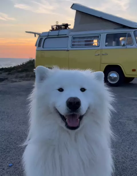 Felix的左右耳可以自由拍動。(網上圖片:Instagram@wanderlust_samoyed)