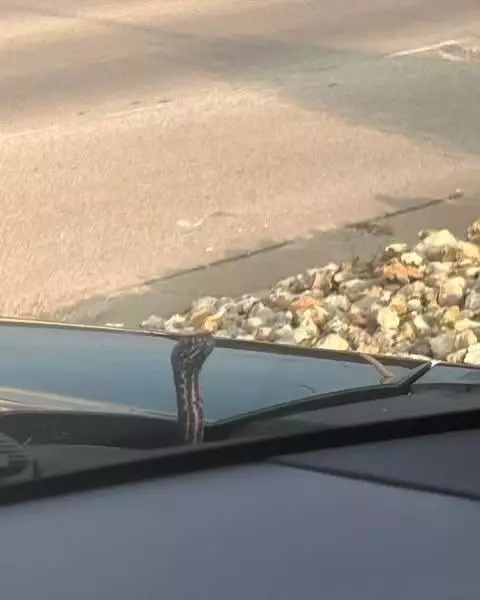 FB圖片