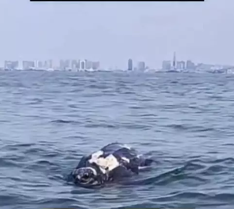 漁民發現了一具巨型的海龜屍體。影片截圖