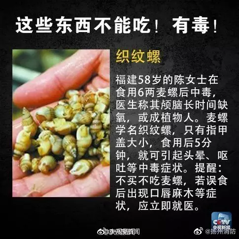 織紋螺可引發頭暈。 網圖