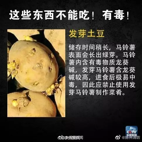 發芽薯仔易中毒。網圖
